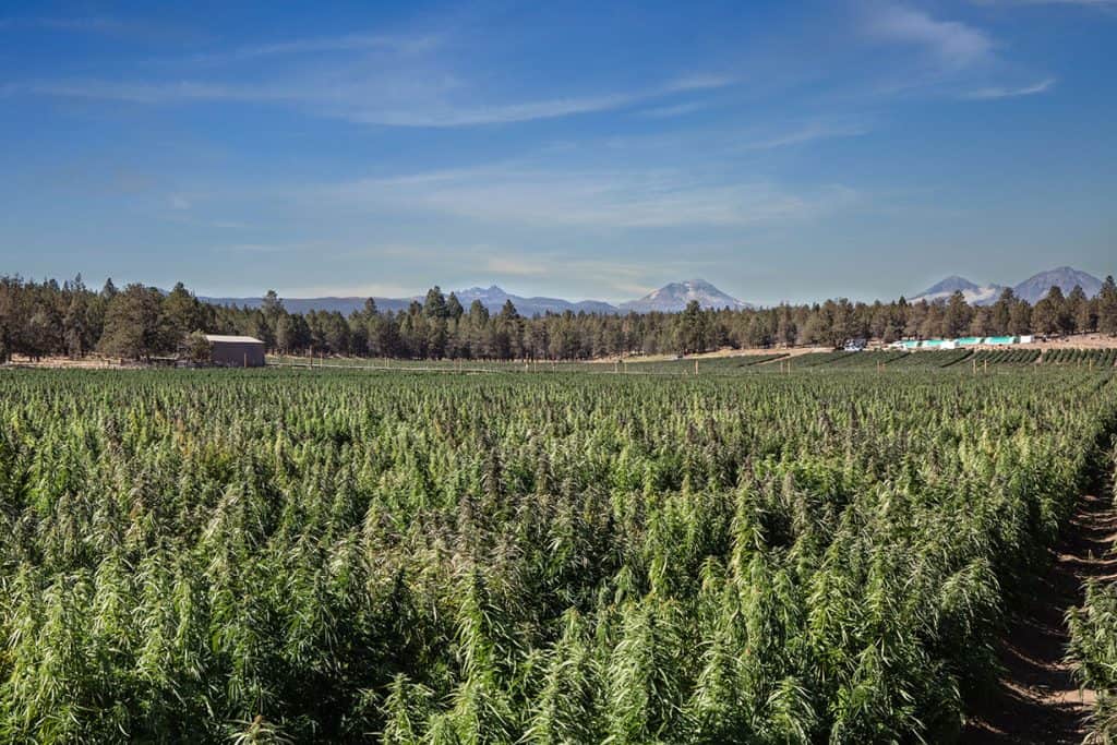 Read more about the article What is the Meaning behind our Company Name?