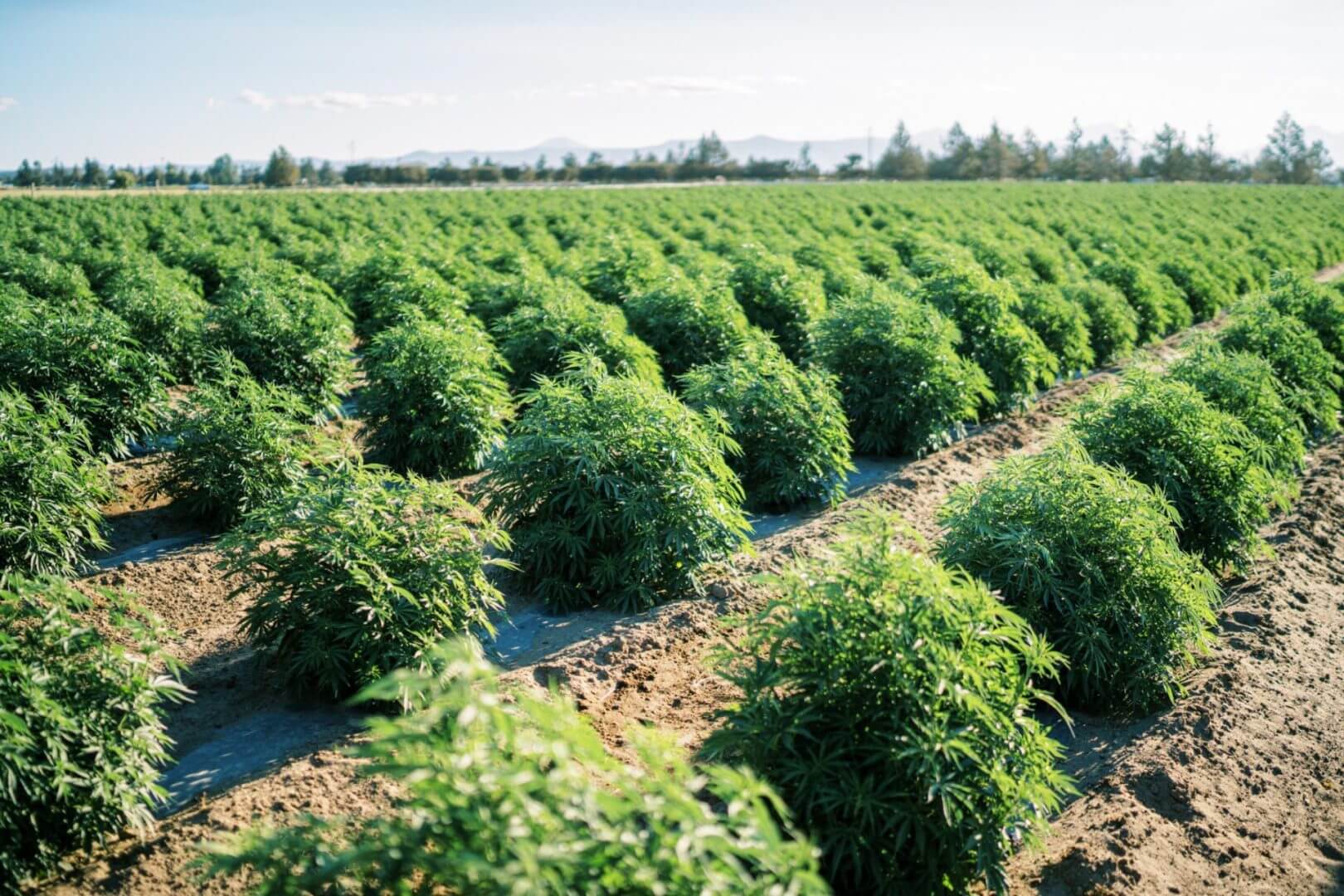 You are currently viewing Is CBD Legal in All States?