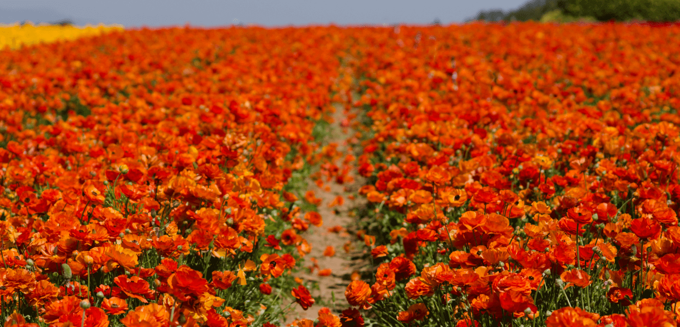 You are currently viewing Can CBD Help With Allergies? – Hemp Oil