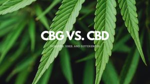 Read more about the article CBG vs CBD