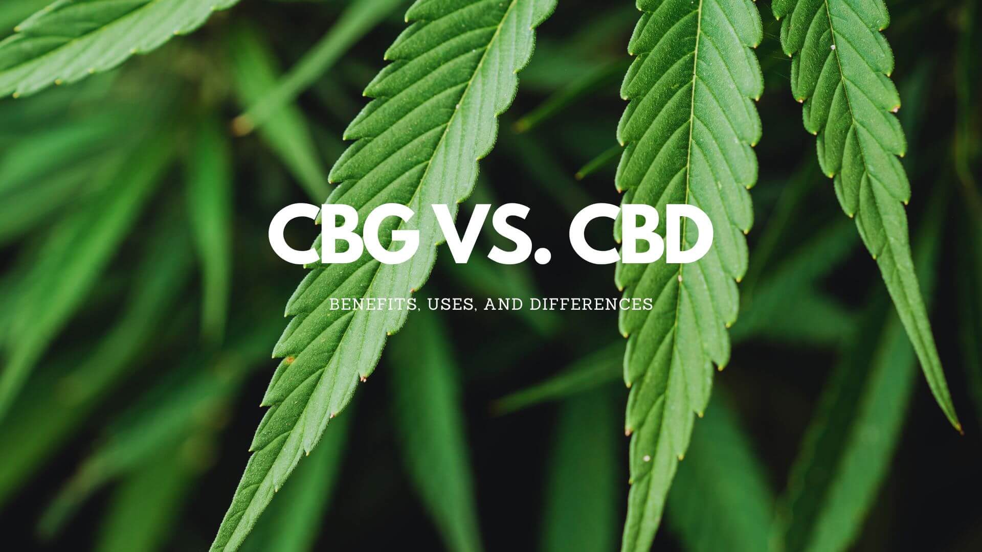 You are currently viewing CBG vs CBD